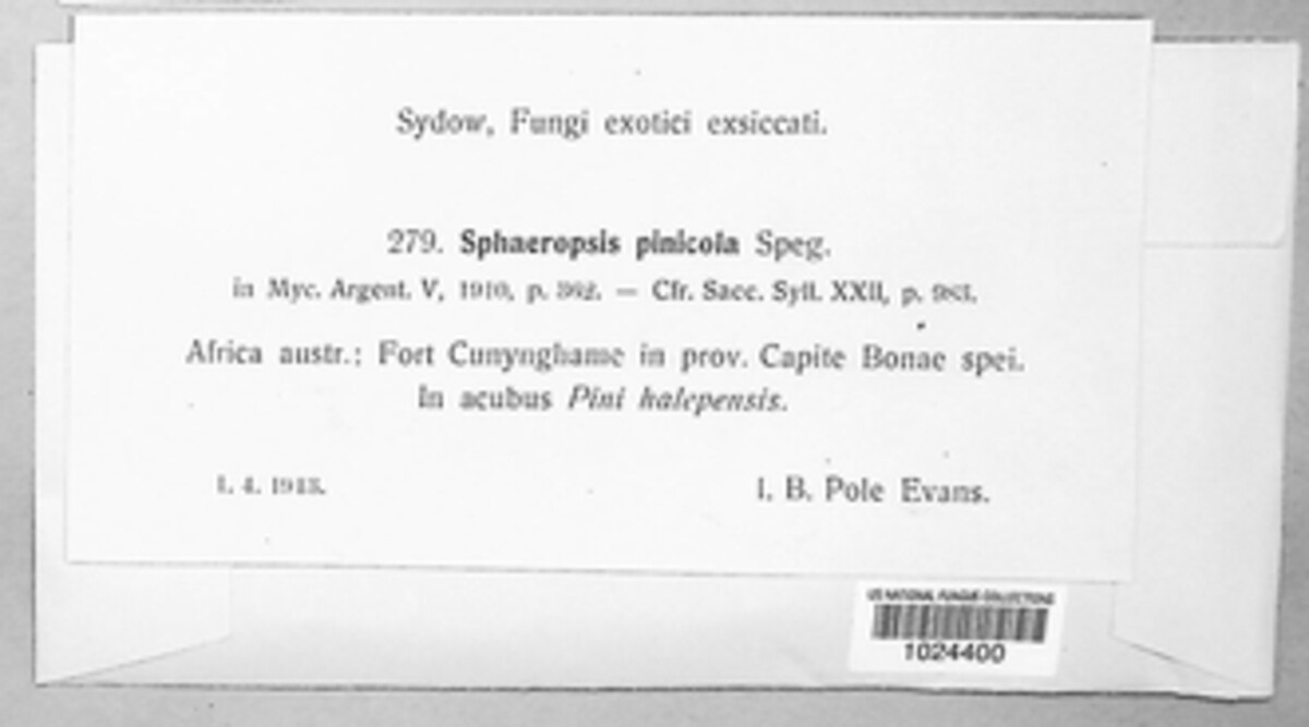 Sphaeropsis pinicola image